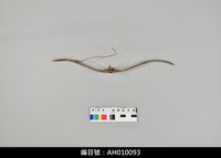 藏品(布袋戲道具-弓)的圖片